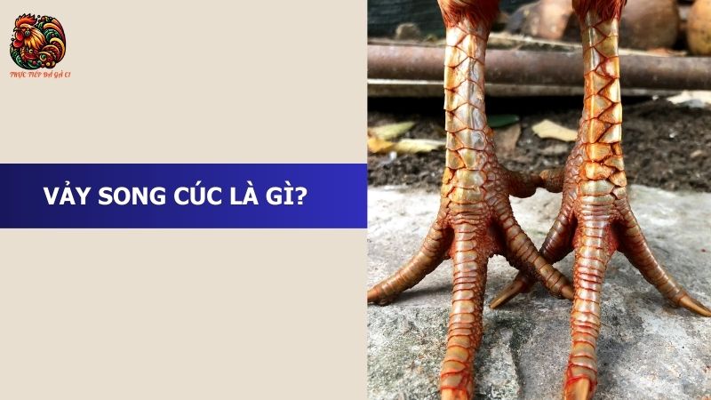 Vảy song cúc là gì?