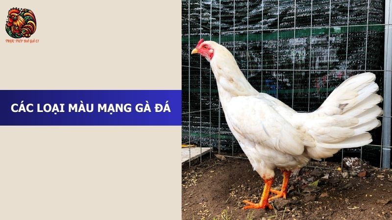 Các loại màu mạng chiến kê bao gồm những gì?