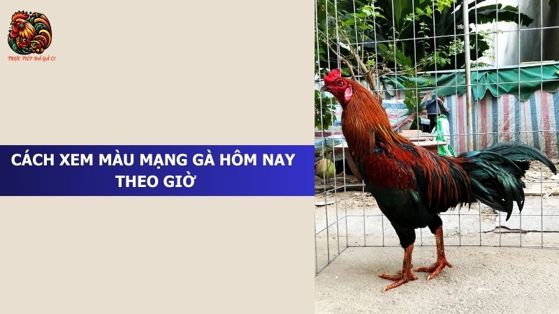 Cách xem màu mạng gà hôm nay theo giờ