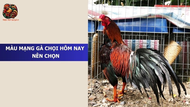 Màu mạng gà chọi hôm nay nên chọn là gì?