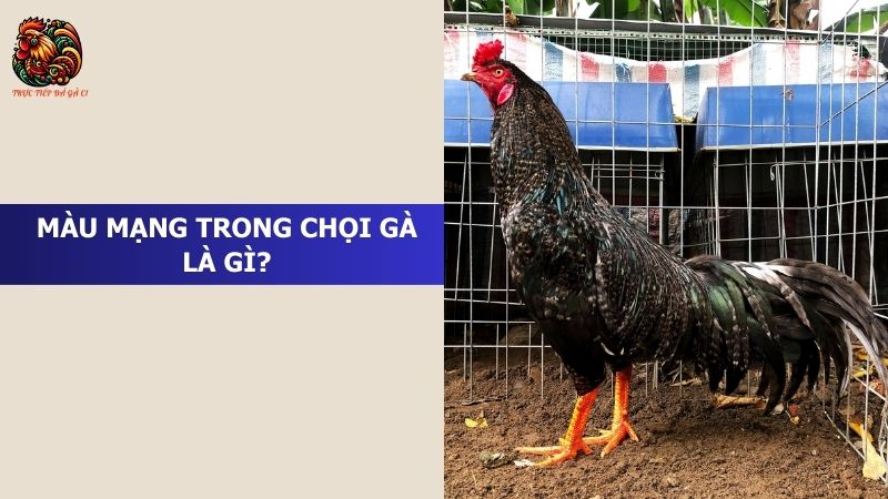 Màu mạng trong chọi gà là gì?